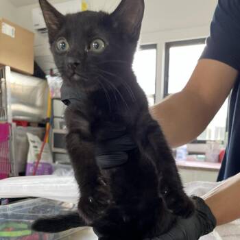 Bliss -  Domestic Short Hair Cat for Adoption in Chapel Hill, North Carolina - Bliss | PetCurious