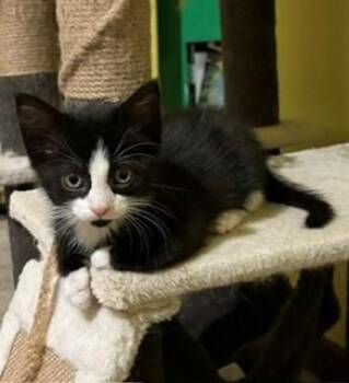 Panda -  Domestic Short Hair Cat for Adoption in Mason City, Iowa - Panda | PetCurious