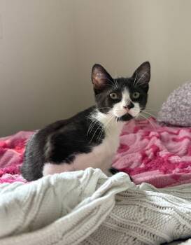 Lance -  Domestic Short Hair Cat for Adoption in Ferndale, Michigan - Lance | PetCurious
