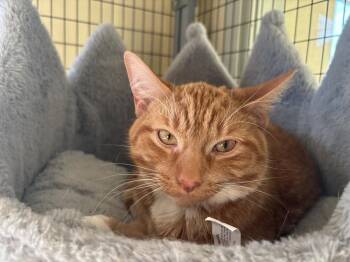 Domestic Short Hair Cats Available for Adoption - Scout | PetCurious