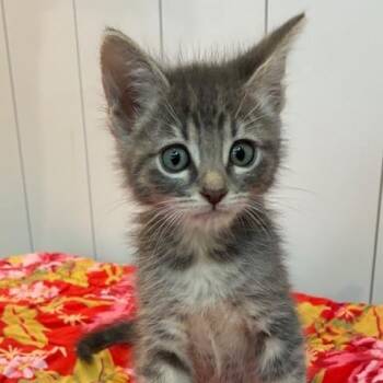 Domestic Short Hair Cats Available for Adoption in Los Angeles, California - Alfie | PetCurious