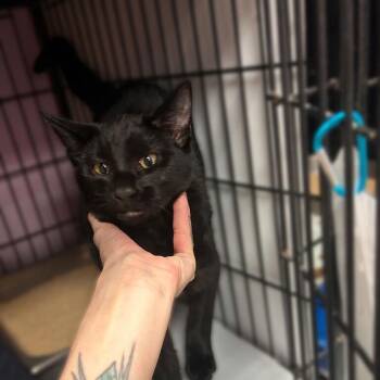 Sweet Little Universe -  Domestic Short Hair Cat for Adoption in Davenport, Iowa - Sweet Little Universe | PetCurious