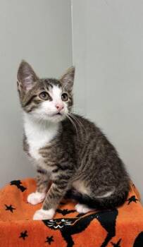 Hudson -  Domestic Short Hair Cat for Adoption in Picayune, Mississippi - Hudson | PetCurious