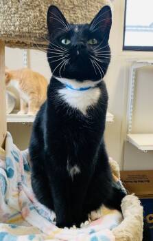 Rescue Domestic Short Hair Cats for Adoption in Fremont, Ohio - Lanister | PetCurious