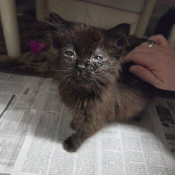 Luna *Avail 10/24 at Biddeford PetSmart* -  Domestic Medium Hair Cat for Adoption in Kennebunk, Maine - Luna *Avail 10/24 At Biddeford PetSmart* | PetCurious