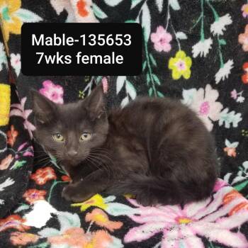 Domestic Short Hair Cats Available for Adoption in New Tazewell, Tennessee - Mable | PetCurious