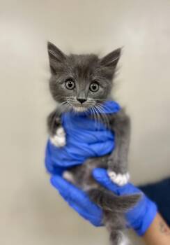Nimby -  Domestic Short Hair Cat for Adoption in Victorville, California - Nimby | PetCurious