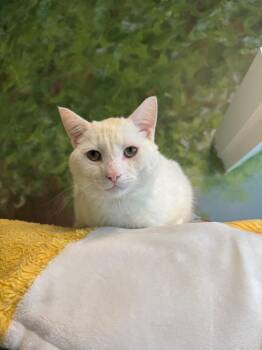Casper -  Domestic Short Hair Cat for Adoption in Winnipeg, Manitoba - Casper | PetCurious