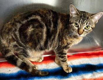 Domestic Short Hair Cats Available for Adoption - Gaia | PetCurious