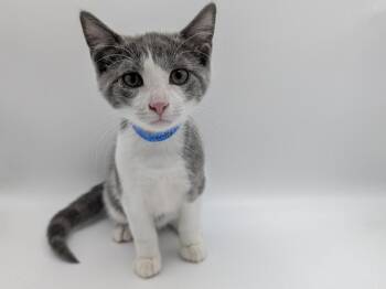 Andy Bernard -  Domestic Short Hair Cat for Adoption in Powell, Ohio - Andy Bernard | PetCurious