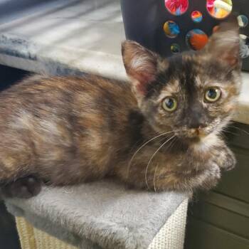 Eureka -  Domestic Short Hair Cat for Adoption in Westminster, California - Eureka | PetCurious