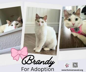 Brandy -  Domestic Short Hair Cat for Adoption in Miami, Florida - Brandy | PetCurious