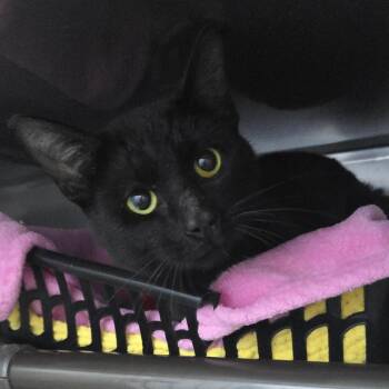 Domestic Short Hair Cats Available for Adoption in Yanceyville, North Carolina - Creed 26-0258 | PetCurious