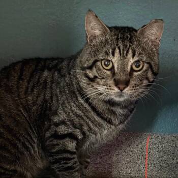 Manx Cats Available for Adoption - Louie | PetCurious