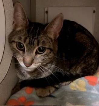 Rescue Domestic Short Hair Cats for Adoption in Mason City, Iowa - Honesty | PetCurious