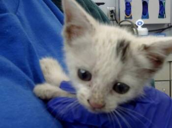 Rescue Domestic Short Hair Cats for Adoption in Dallas, Texas - MINA | PetCurious