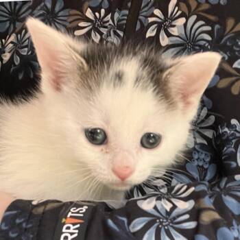 Domestic Short Hair Cats Available for Adoption in Hershey, Pennsylvania - Tesla | PetCurious