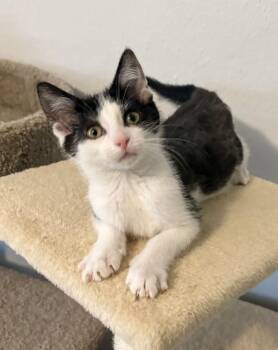 Bones -  Domestic Short Hair Cat for Adoption in Rochester, Indiana - Bones | PetCurious