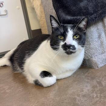 Yang -  Tuxedo Cat for Adoption in Friday Harbor, Washington - Yang | PetCurious