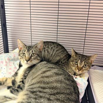 Millie and Pip -  Domestic Short Hair Cat for Adoption in Bellmawr, New Jersey - Millie And Pip | PetCurious