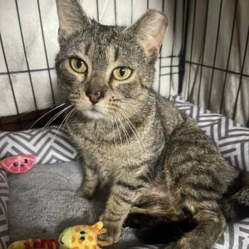 Domestic Short Hair Cats Available for Adoption in Westhampton, New York - Taylor | PetCurious