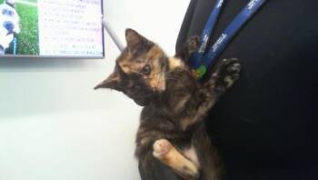 LORENA -  Domestic Short Hair Cat for Adoption in Charlotte, North Carolina - LORENA | PetCurious