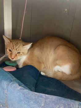 Domestic Short Hair Cats Available for Adoption in Athens, Tennessee - Doug | PetCurious