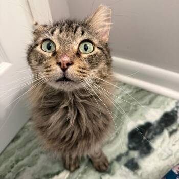 Merlin -  Domestic Medium Hair Cat for Adoption in Hillsborough, North Carolina - Merlin | PetCurious