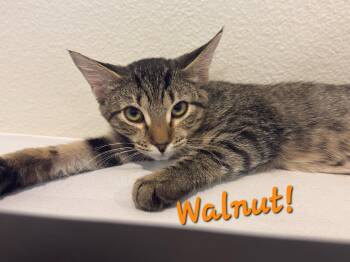 Walnut -  Domestic Short Hair Cat for Adoption in Longwood, Florida - Walnut | PetCurious