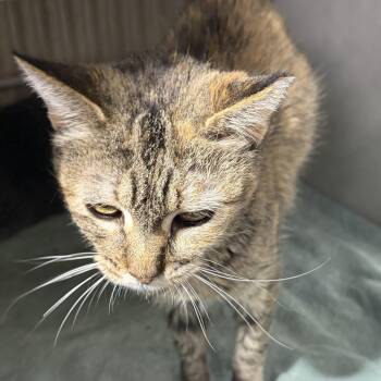 Ariel -  Domestic Short Hair Cat for Adoption in Fort Morgan, Colorado - Ariel | PetCurious