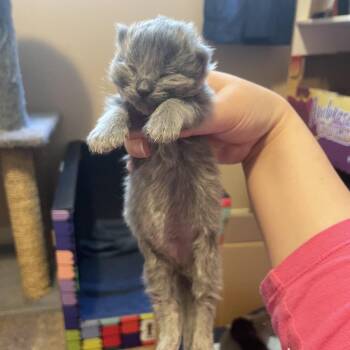 Ribeye -  Domestic Short Hair Cat for Adoption in Calgary, Alberta - Ribeye | PetCurious