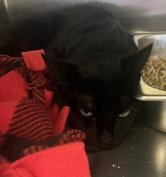 Domestic Short Hair Cats Available for Adoption in Beatrice, Nebraska - Mack | PetCurious