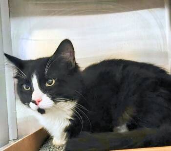 Rescue Domestic Long Hair Cats for Adoption in St. Louis, Missouri - CHURCH | PetCurious