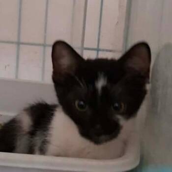 B-Lil Richie -  Domestic Short Hair Cat for Adoption in Arizona City, Arizona - B-Lil Richie | PetCurious
