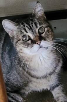 Domestic Short Hair Cats Available for Adoption in Lancaster, California - Missy | PetCurious
