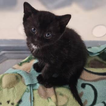 Domestic Short Hair Cats Available for Adoption in Evansville, Indiana - Percy | PetCurious