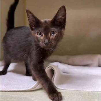 Industrial Stray -  Domestic Short Hair Cat for Adoption in Chilliwack, British Columbia - Industrial Stray | PetCurious