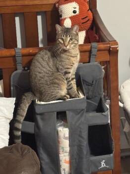 Rescue Domestic Short Hair Cats for Adoption in Saint Albans City, Vermont - Mickee | PetCurious