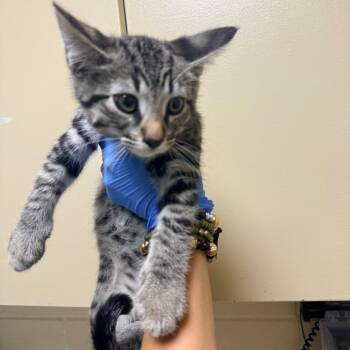 Crumble -  Domestic Short Hair Cat for Adoption in Cheyenne, Wyoming - Crumble | PetCurious