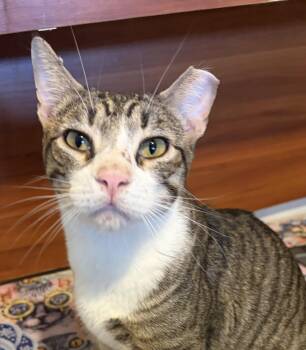 Empi -  Tabby and Tuxedo Cat for Adoption in Las Cruces, New Mexico - Empi | PetCurious