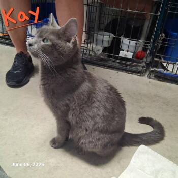 Kay -  Domestic Short Hair Cat for Adoption in Hartford City, Indiana - Kay | PetCurious