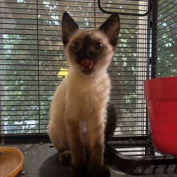 LLRF-Stray-137 -  Siamese and Domestic Short Hair Cat for Adoption in Calimesa, California - LLRF-Stray-137 | PetCurious