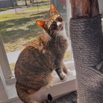 Helene -  Extra Toes Cat Hemingway Polydactyl Cat for Adoption in Tampa, Florida - Helene | PetCurious