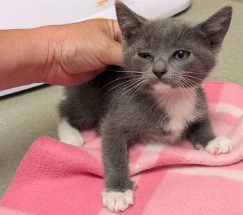 A551680 -  Domestic Short Hair Cat for Adoption in Moreno Valley, California - A551680 | PetCurious