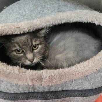 Domestic Long Hair Cats Available for Adoption in Denver, Colorado - Sue | PetCurious