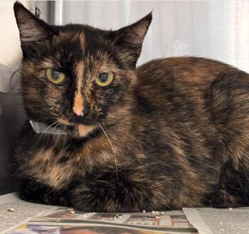 Rescue Tortoiseshell Cats for Adoption in Beverly Hills, California - Patches | PetCurious