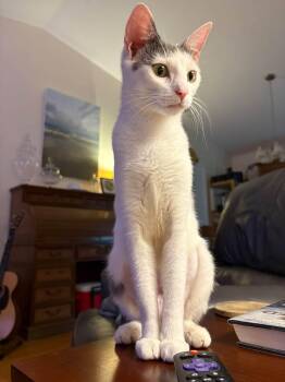 KeeKee -  Domestic Short Hair Cat for Adoption in Wilmington, North Carolina - KeeKee | PetCurious