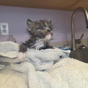 Bull -  Domestic Medium Hair Cat for Adoption in Madisonville, Tennessee - Bull | PetCurious