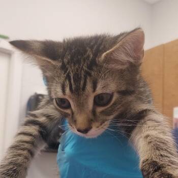 Jasper -  Domestic Short Hair Cat for Adoption in West Palm Beach, Florida - Jasper | PetCurious