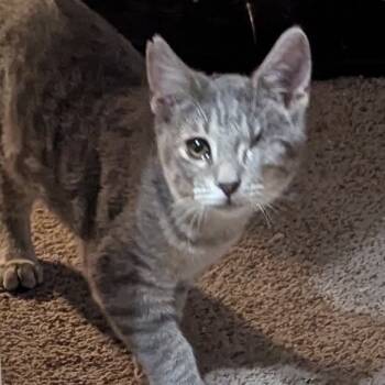 Rescue Domestic Short Hair Cats for Adoption in Las Vegas, Nevada - Jack Cat | PetCurious